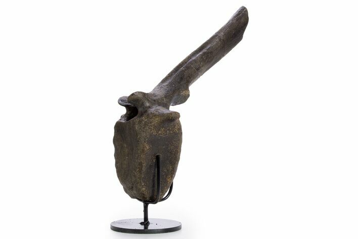 Exceptional, Hadrosaur Caudal Vertebra w/ Stand - Montana #335872